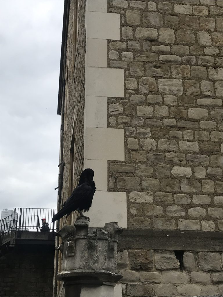 A raven watches over the Tower of London.
